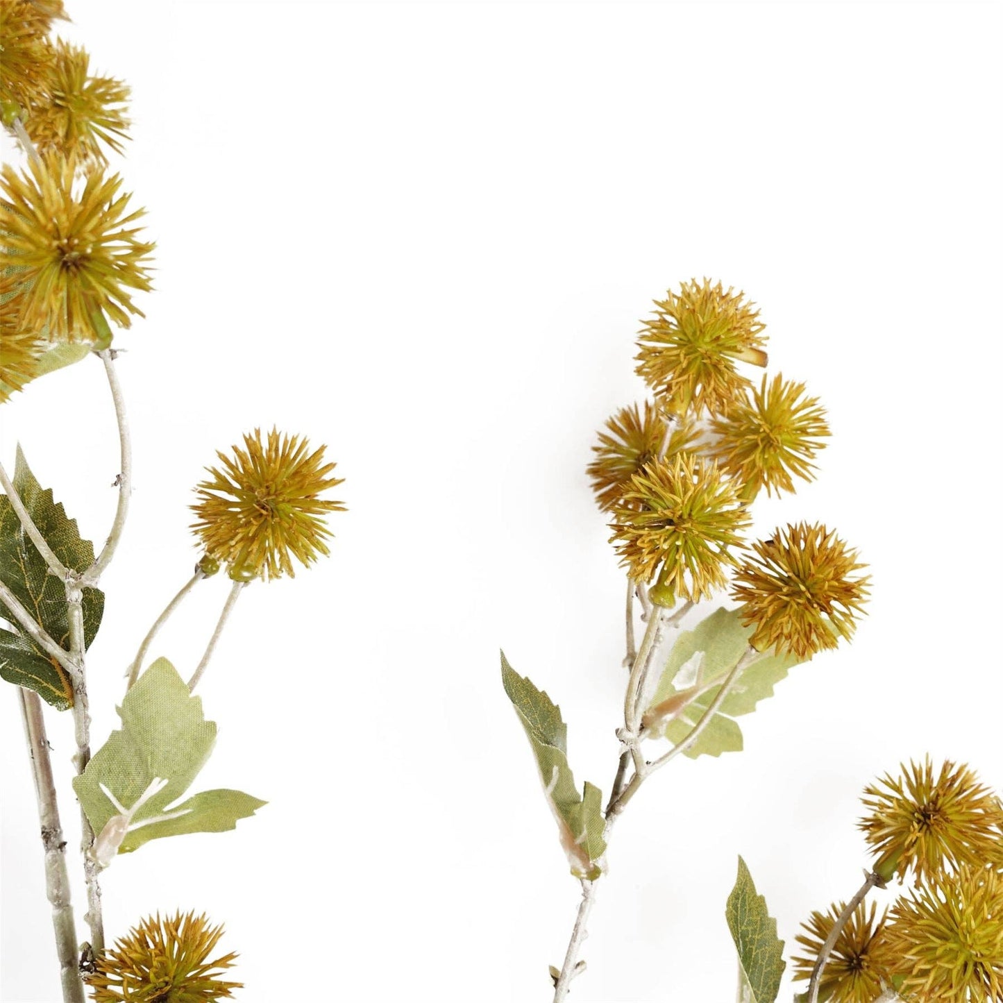 Craspedia Stem Yellow