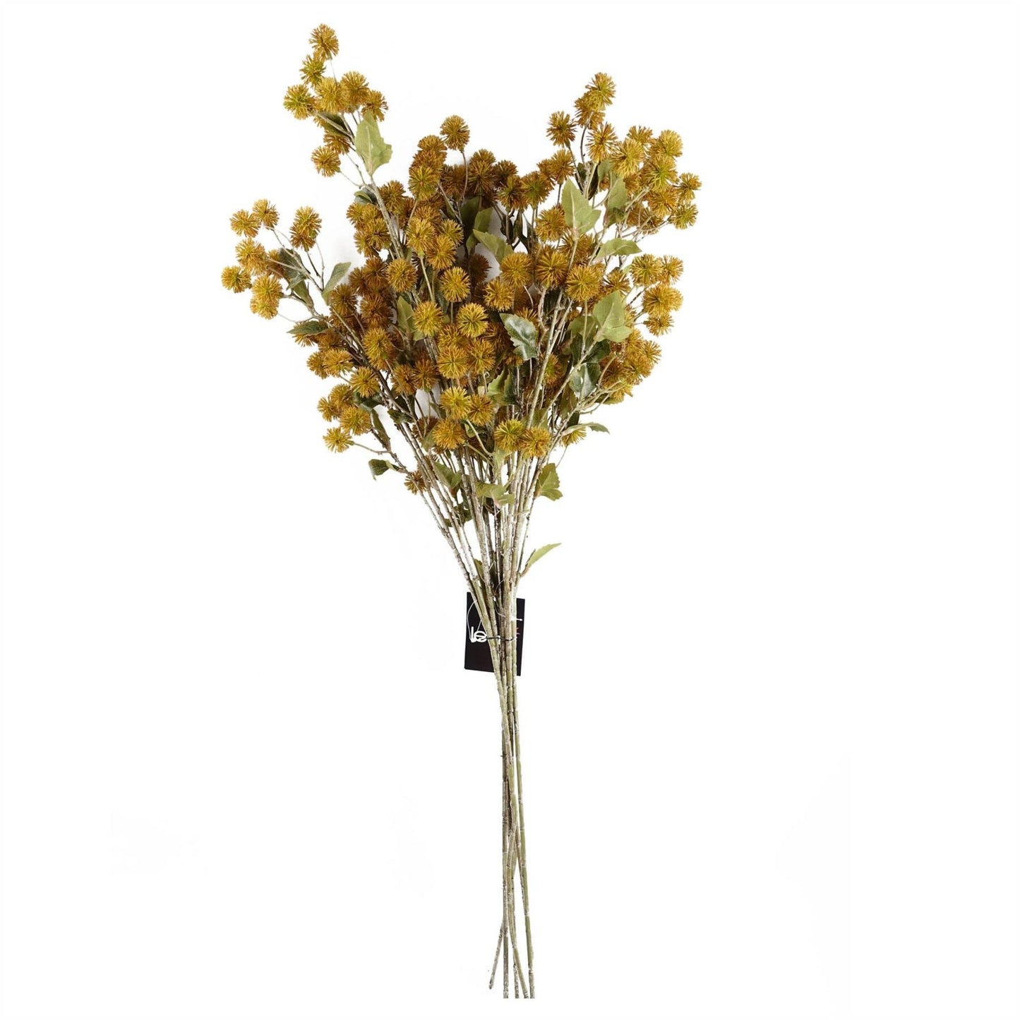 Craspedia Stem Yellow