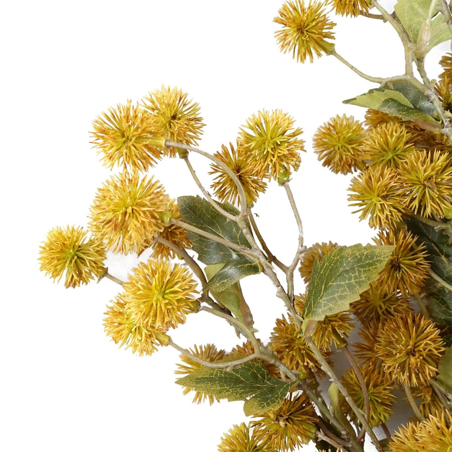 Craspedia Stem Yellow