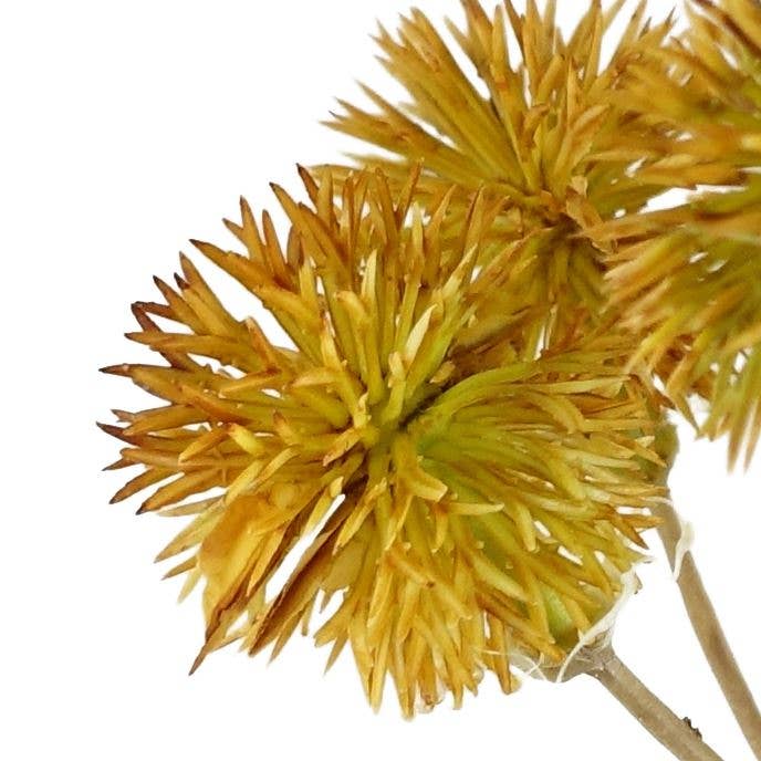 Craspedia Stem Yellow