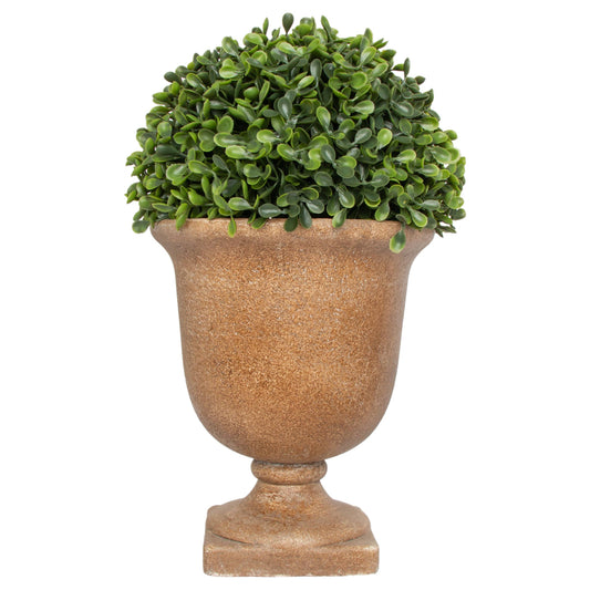 Tall Boxwood In Urn
