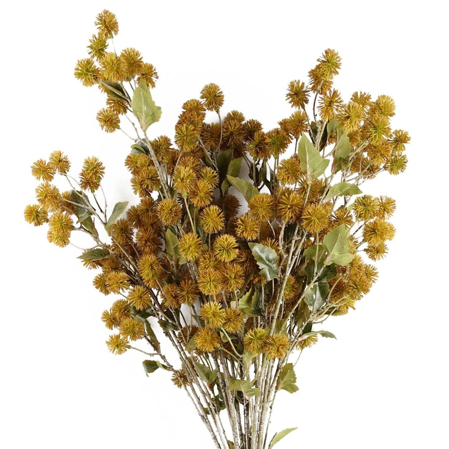 Craspedia Stem Yellow