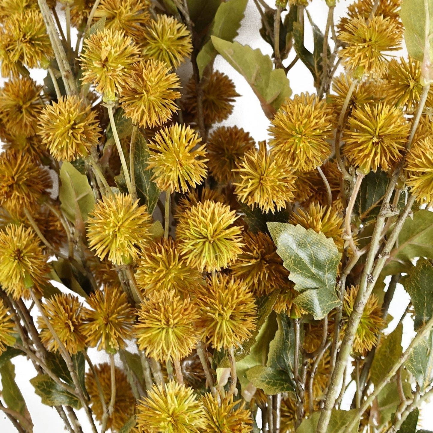 Craspedia Stem Yellow