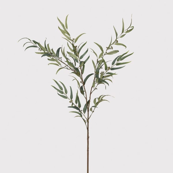 Eucalyptus