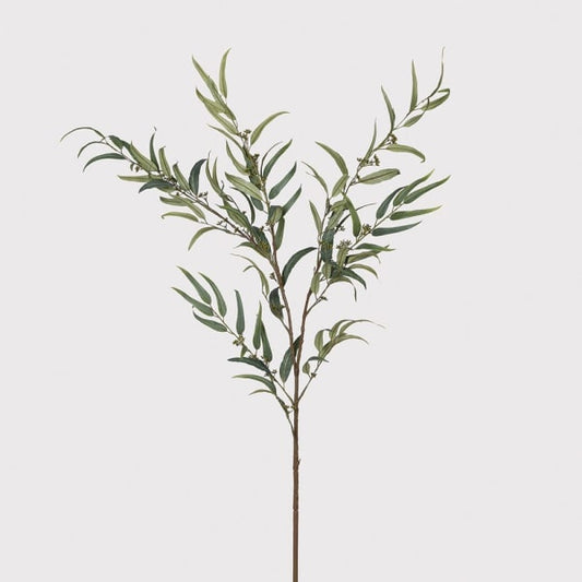 Eucalyptus